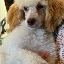 Dutton - Poodle