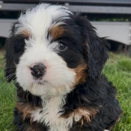 Winnie - Tri-color female Bernedoodle puppy in Camden, Michigan from FurEver Friends Finder