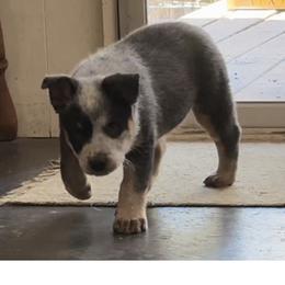 Australian Cattle Dog Puppies from Adcock Ranch Cattle Dogs