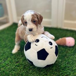 Amore - Red  male Goldendoodle puppy in San Jose, California from Doodle Amore