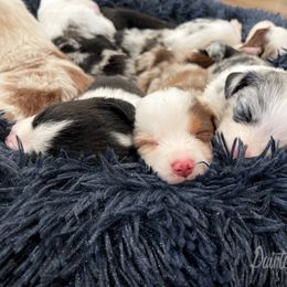 Australian Shepherd, Miniature American Shepherd, Miniature Australian Shepherd, and Toy Australian Shepherd Puppies from Painted Blue Aussies