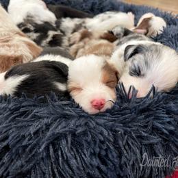 Australian Shepherd, Miniature American Shepherd, Miniature Australian Shepherd, and Toy Australian Shepherd Puppies from Painted Blue Aussies