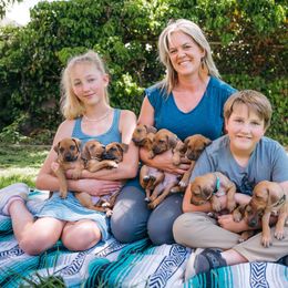 Rhodesian Ridgeback Puppies from Alta Ridgebacks