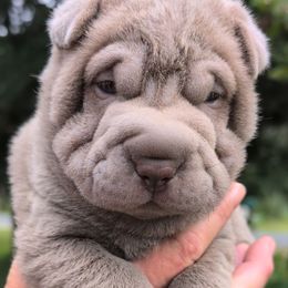 Lilac - Lilac dilute male Chinese Shar-Pei puppy in Autryville, North Carolina from T&D'S Razen Wrinkles Shar-pei