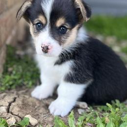Fernando - Black and tan male American Corgi puppy in Brownstown, Indiana from Brave Country Kennels
