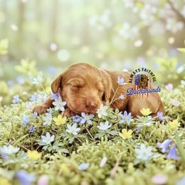AFDs Gus - Cream male Dachshund puppy in Waverly, Ohio from Always Faithful Dachshunds
