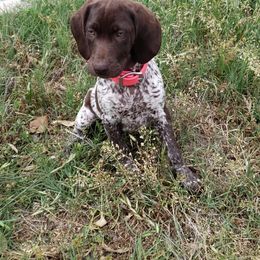 German Shorthaired Pointer Puppies from Dem Feuerhaus Gun Dogs