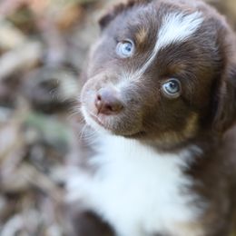 Australian Shepherd, Miniature American Shepherd, Miniature Australian Shepherd, and Toy Australian Shepherd Puppies from TK Standard, Mini, & Toy Aussies