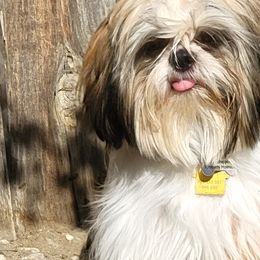 Shih Tzus from Kimberly's Heavenly Shih Tzus