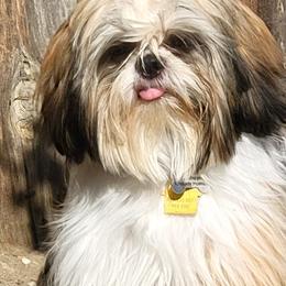 Shih Tzus from Kimberly's Heavenly Shih Tzus