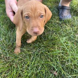Lily's Boy Blue - Golden rust male Vizsla puppy in Valparaiso, Indiana from Shepherd Family Vizslas