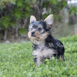 Yorkshire Terrier Puppies from Mr.Yorkie