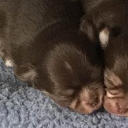 Chihuahuas from GladeMist
