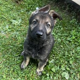Boy 1 - Sable German Shepherd puppy in Princeton, West Virginia from Bright Haus German Shepherds