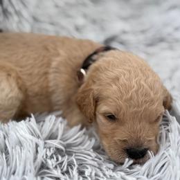 Biscuit - Cream male Goldendoodle puppy in Ambrose, Georgia from Brandilyn's Aussies