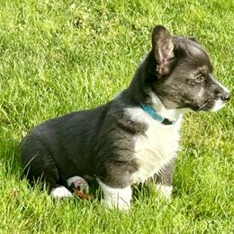 American Corgi Puppies from Patriot American Corgi