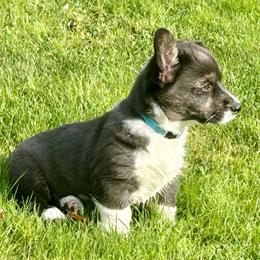 American Corgi Puppies from Patriot American Corgi