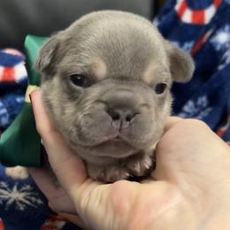 Parker - Blue male French Bulldog puppy in Peru, Indiana from Angie's Little Bostons And Frenchies