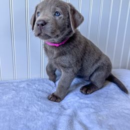 Dilute Retriever and Labrador Retriever Puppies from Loving Loyal Labs