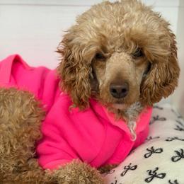 Starr - Apricot female Poodle puppy in Southampton, New Jersey from Lavishly Loved Pets LLC
