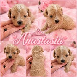 ANASTASIA KOREAN DOLL FACE - Apricot female Maltipoo puppy in Orlando, Florida from Denise’s Puppies