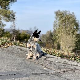 Australian Cattle Dog Puppies from Tin Roof Australian Cattle Dogs