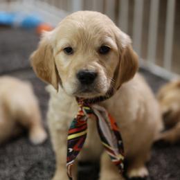 Aspen - Golden male Golden Retriever puppy in Payette, Idaho from Stonewick Retrievers
