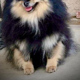Teresita - Black and tan female Pomeranian puppy in Las Vegas, Nevada from SuperNova  & Mystic Magic Pomeranians