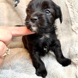 Marilyn Monroe - Liver female Yorkshire Terrier puppy in Utah from Hummingbird Farm & Gardens