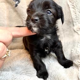 Marilyn Monroe - Liver female Yorkshire Terrier puppy in Utah from Hummingbird Farm & Gardens
