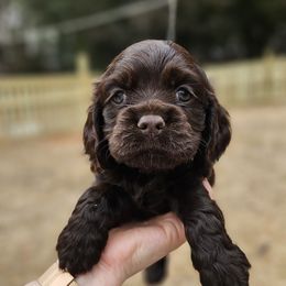 Cocker Spaniel Puppies from Susanna's Cockers