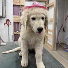 Girl 7 - White female Kuvasz puppy in Ohio from Rising River Kennel Kuvasz