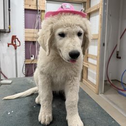 Girl 7 - White female Kuvasz puppy in Ohio from Rising River Kennel Kuvasz
