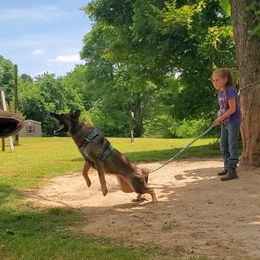 German Shepherd All Grown Up from Rust N Dust Kennels