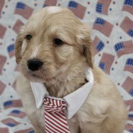 Graham - male Goldendoodle puppy in Yukon, Oklahoma from Silver Barn Doodles