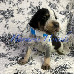 Maverick - Blue ticked and tan male Bluetick Coonhound puppy in Mount Pleasant, Texas from Harmons Hounds