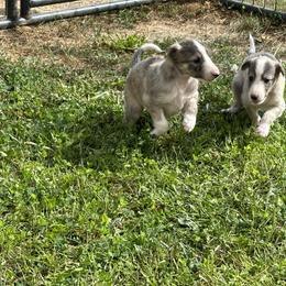 Silken Windhound Puppies from Luminous Silken Windhounds