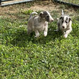 Silken Windhound Puppies from Luminous Silken Windhounds