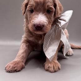 Boone - Apricot male Aussiedoodle puppy in Claremont, North Carolina from Magnolia Grove Farms
