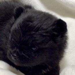 Candy - Black female Pomeranian puppy in Delta Junction, Alaska from Princess’s Poms