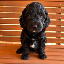 Waylon - Black and white male Cockapoo puppy in Ellaville Ga, Georgia from Lakeside Cockapoos