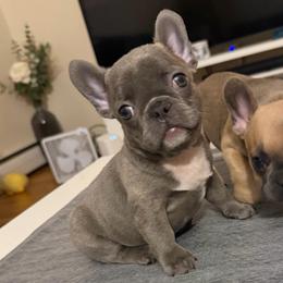 Lilac girl 1 - Blue female French Bulldog puppy in Pennsylvania from R & C French Bulldogs