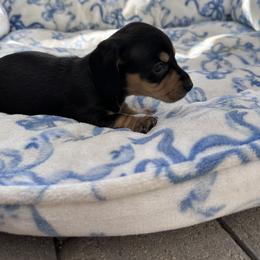 Bruno - Black and tan male Dachshund puppy in Paso Robles, California from Nicole's Dachshunds