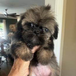Emma - Black and tan female Shih Tzu puppy in Burlington, North Carolina from Nancy’s Lil’Shih Tzus