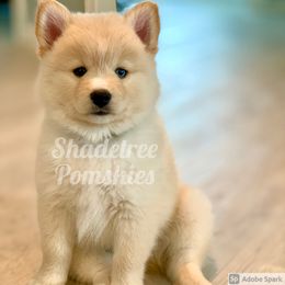 Pomsky Puppies from Greenville Pomskies