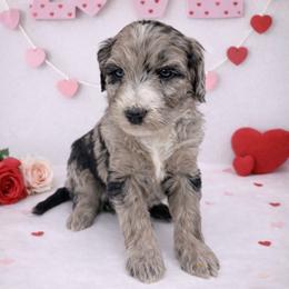 Winnie - Merle female Sheepadoodle puppy in Thornville, Ohio from Four Front Doodles & Friends