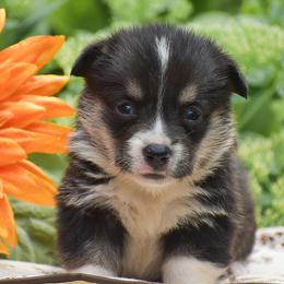 Hobbes - Black and tan male Pembroke Welsh Corgi puppy in Lititz, Pennsylvania from GoldStar Corgis (License Number 18519)
