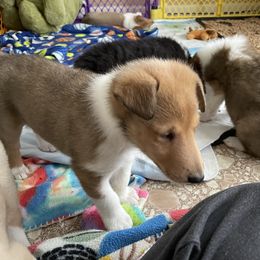 Collie Puppies from Vintage Collies