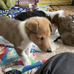 Collie Puppies from Vintage Collies