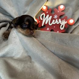 Andy - Chocolate and tan male Yorkshire Terrier puppy in Goode, Virginia from Glass Hill Yorkies